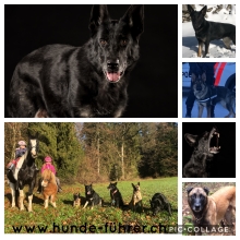 Filmhunde/ Hundemodels für Fernseh & Werbung Filmhunde/ Hundemodels für Fernseh & Werbung