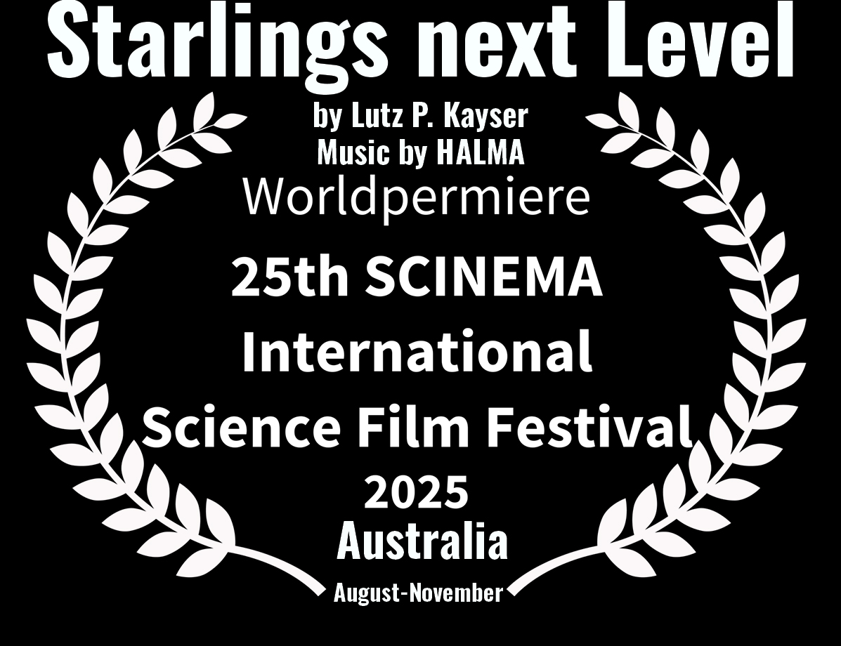 Starlings next Level: Basler Starenschwärme landen zur Uraufführung in Australien - Sponsor gesucht